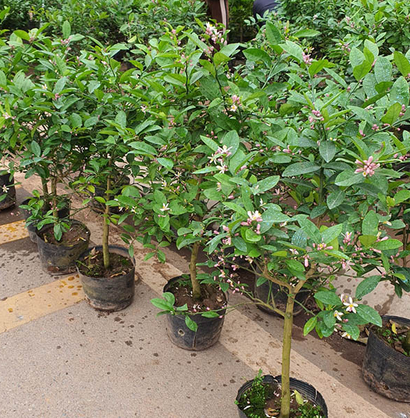 chanh tứ quý ghép gốc bưởi